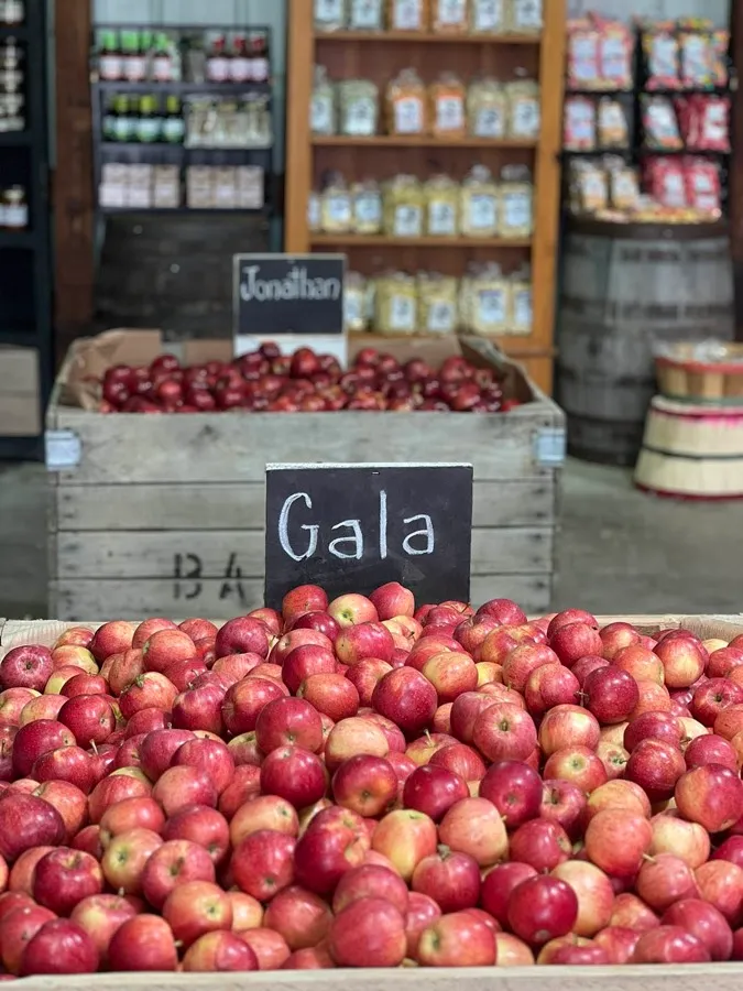 Bins of fresh Gala and Jonathan apples ready to bag at The Apple Barn